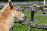 Cute playful foal near wooden fence outdoors
