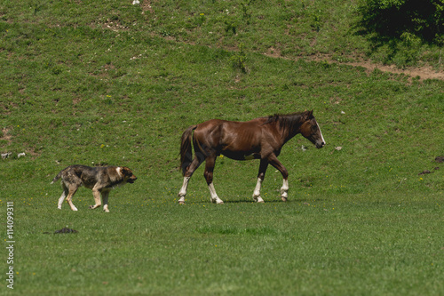 Dog that follows a horse in summer meadow
