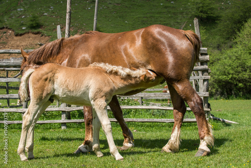 Mare and cute foal eating in summer pasture © Aurelian Nedelcu