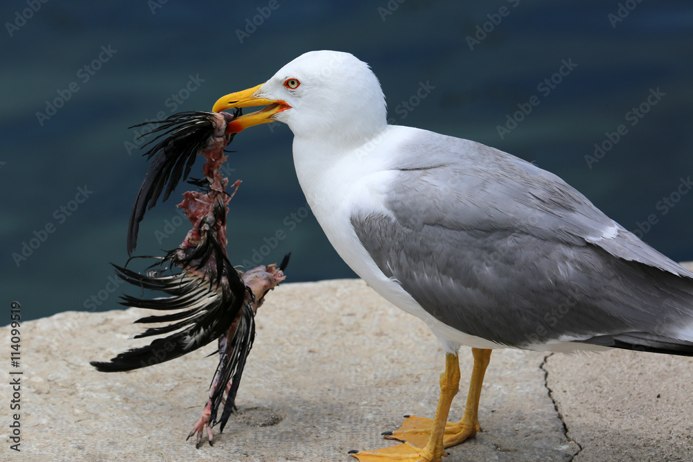 Fototapeta premium Gull Holding a Dead Bird in its Beak