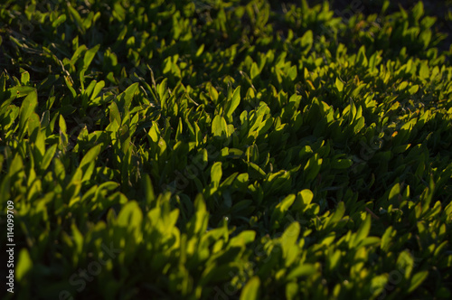 grass at the sunrise