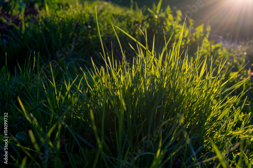 lights of a sun on the grass