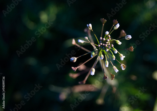small white flowers