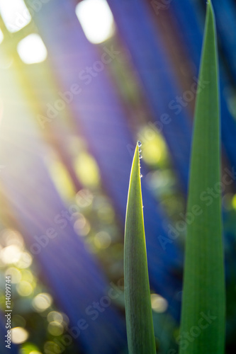 morning dew