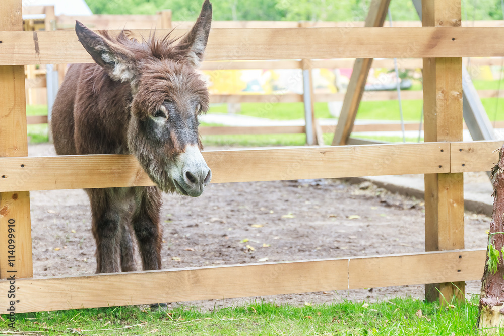 Fototapeta premium donkey on farm behind wooden fence