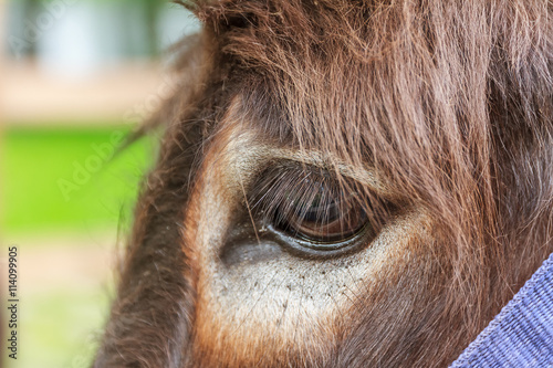 Foto close up of donkey's eye