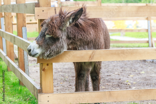 Photography donkey on farm behind wooden fence