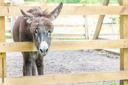 Φωτογραφία donkey on farm behind wooden fence