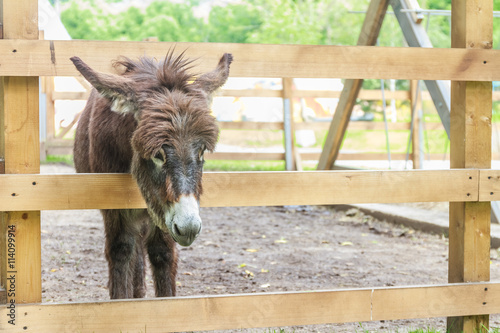 фотографія donkey on farm behind wooden fence
