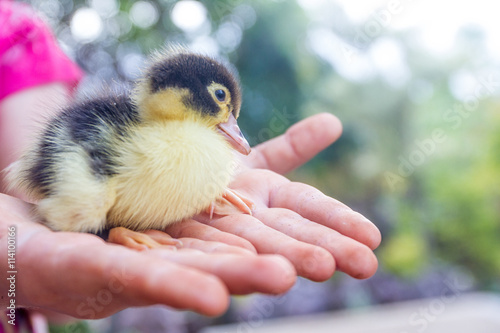 cute baby duck in child's hands