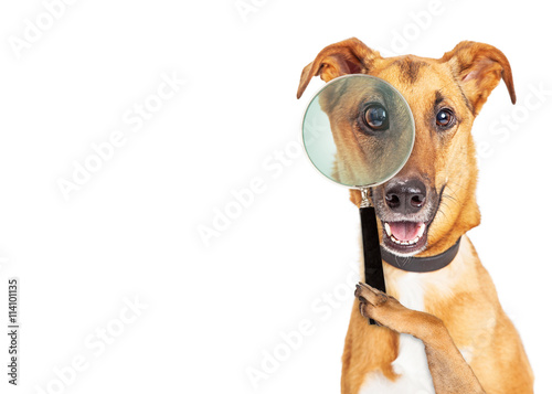 Fototapeta Naklejka Na Ścianę i Meble -  Dog Detective With Copy Space