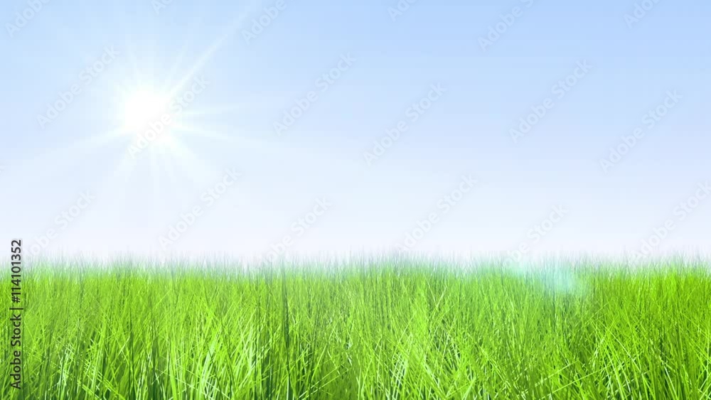 Grass moving in the wind with sun Grass moving in the wind with sun