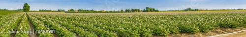 potato fields © Vivida Photo PC