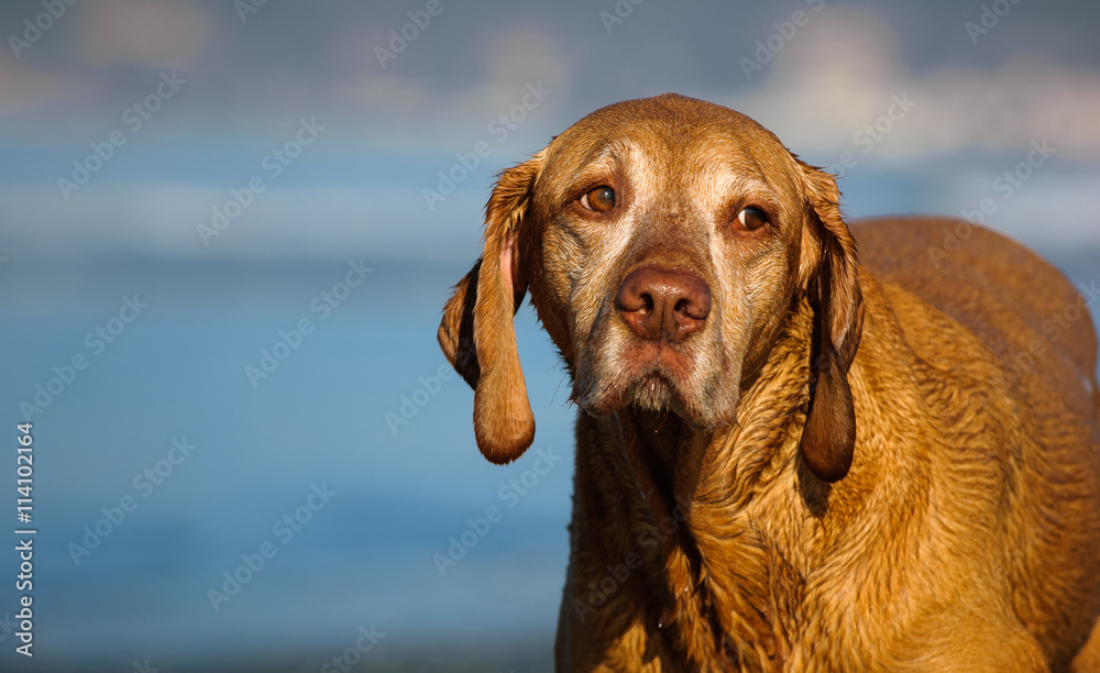 Senior Vizsla portrait against blue ocean water