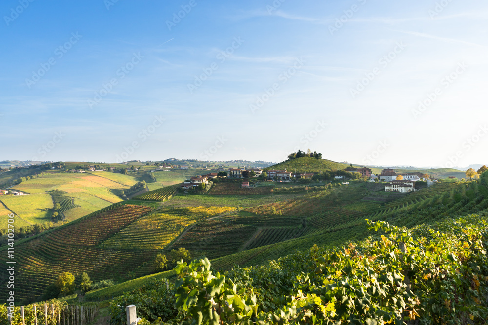 beautiful vineyard in switzerland in blue sky