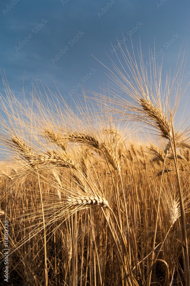 Ears of corn against a blue sky