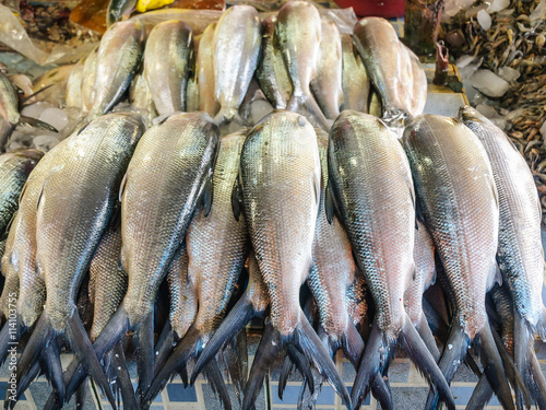 Fresh 'Bangus', Philippine Milkfish, the country's national fish photo