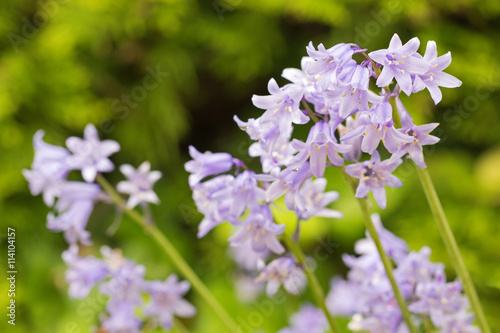 Konstfotografi Selective focus of Hyacinthoides, bluebell bellflower flowers in blue purple (Hy