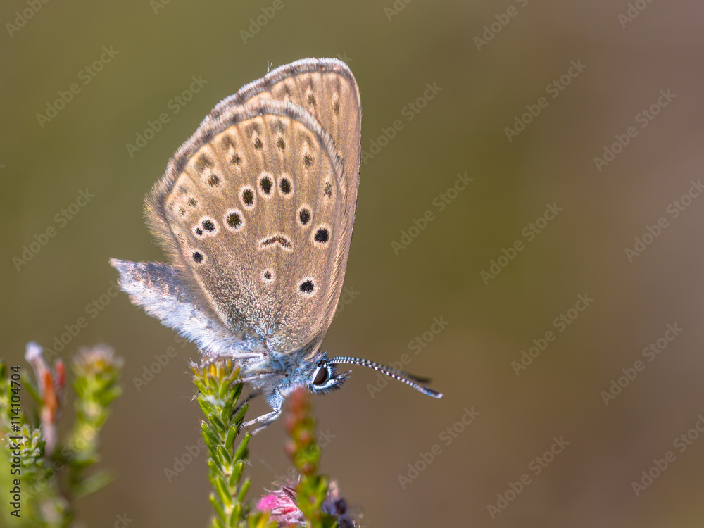 Naklejka premium Alcon large blue butterfly