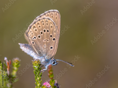 Alcon large blue butterfly
