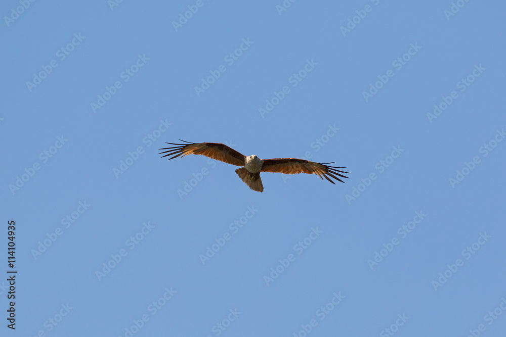 Brahminy kite(Haliastur indus) flying on sky Brahminy kite(Haliastur indus) flying on sky