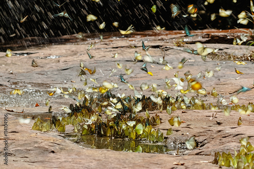 Butterfly eating Salt licks on ground at Pangsida national park photo