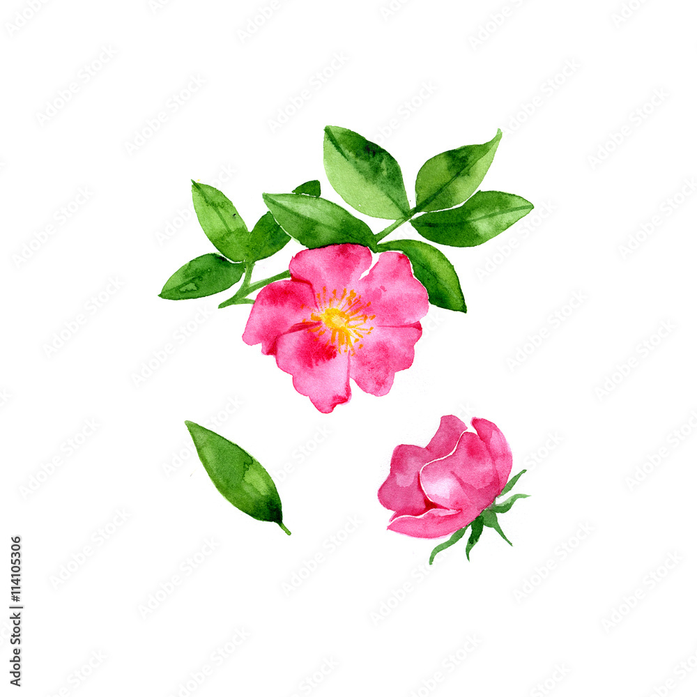 Pink flowers. Red rosehip with watercolors on white background Pink flowers. Red rosehip with watercolors on white background