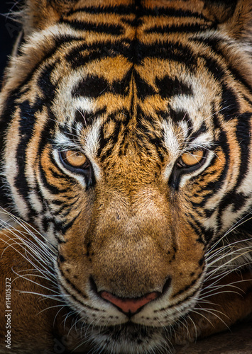 grozny-portret-tygrysa