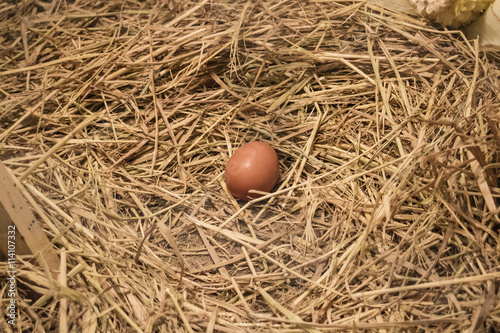 An egg in chicken nest