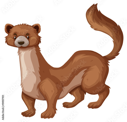 Wild mongoose with brown fur photo