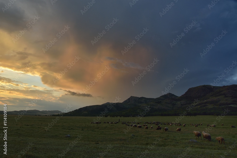 Sunset over field with sheep in the distance