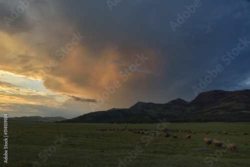 Sunset over field with sheep in the distance