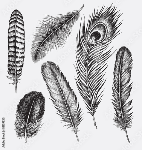 Set of Hand Drawn Feathers