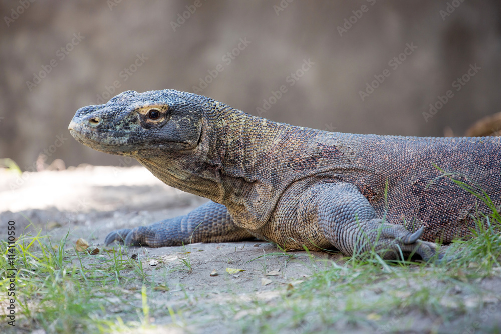 Portrait of a Komodo dragon, Varanus comodensis, Indonesia Portrait of a Komodo dragon, Varanus comodensis, Indonesia
