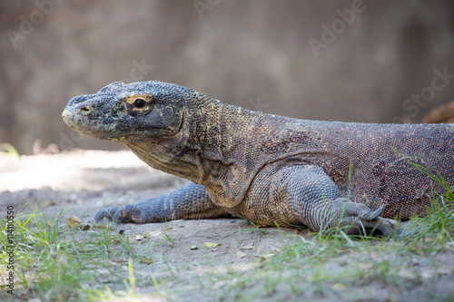 Portrait of a Komodo dragon  Varanus comodensis  Indonesia