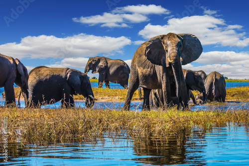 Canvas Print Herd of elephants come to drink