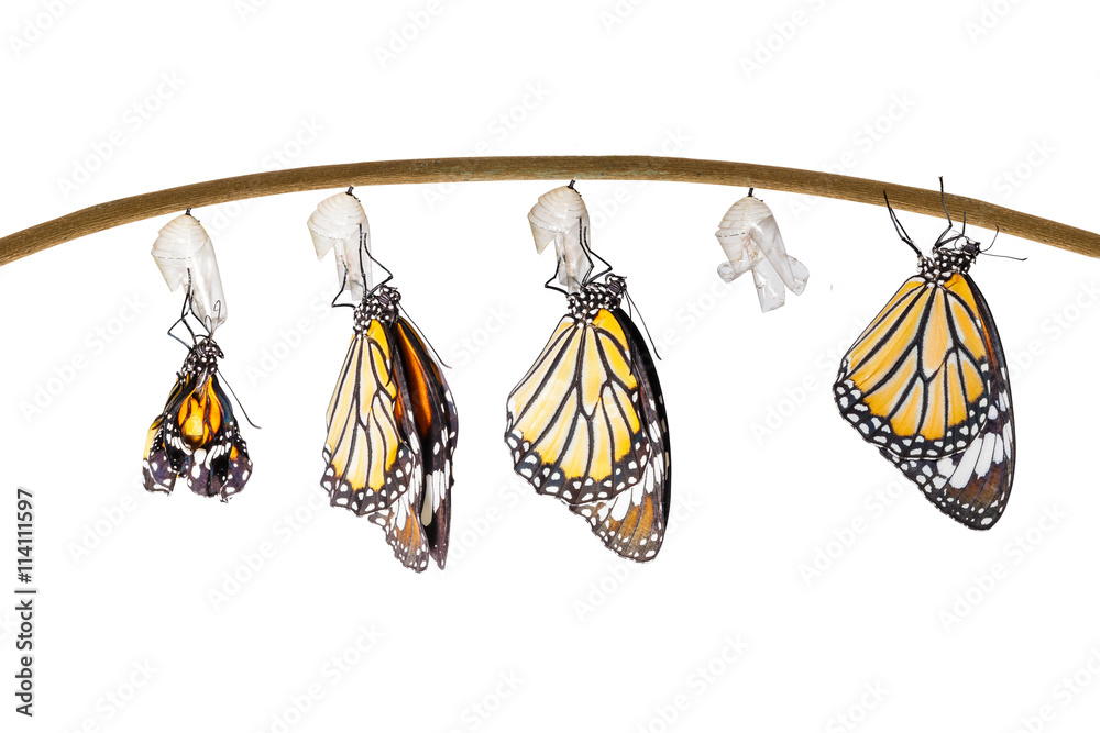 Fototapeta premium Transformation of common tiger butterfly emerging from cocoon