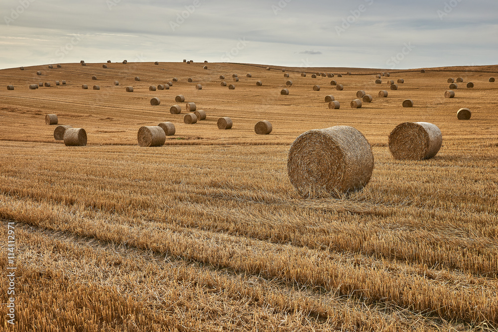 Agriculture , field with straw bales after harvest.Landscape