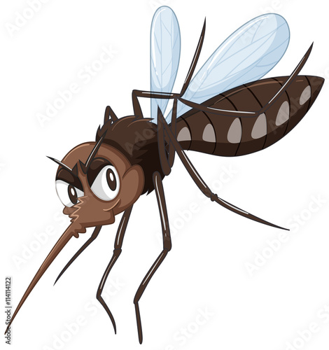 Mosquito in brown color