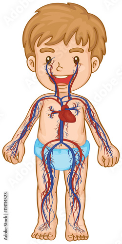 Blood system in boy body