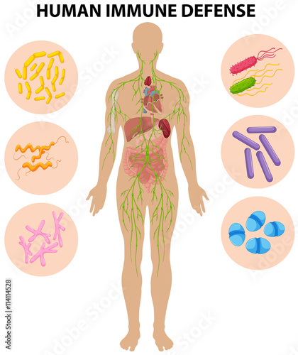 Human immune defense diagram