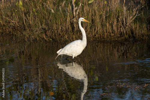 Great Egret  Merritt Island National Wildlife Refuge  Florida