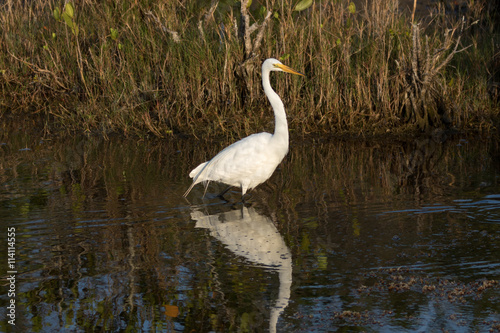 Great Egret, Merritt Island National Wildlife Refuge, Florida