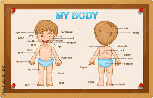 Littly boy and body parts