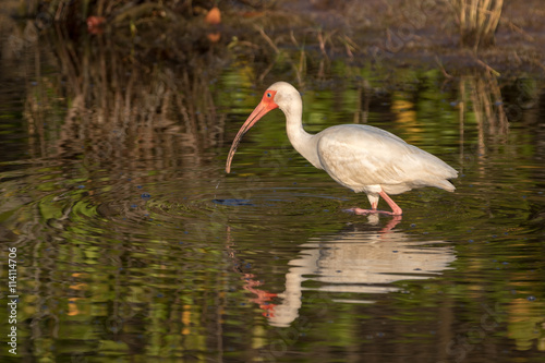 White Ibis Foraging  Merritt Island National Wildlife Refuge  Fl