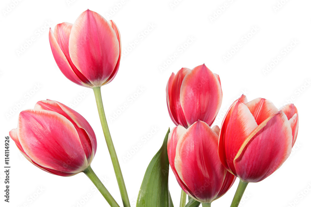 Flowers Flowers