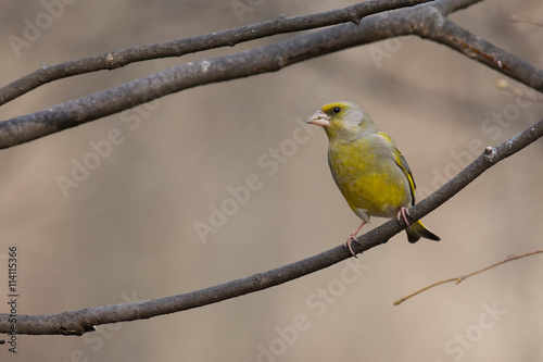 greenfinch on a branch