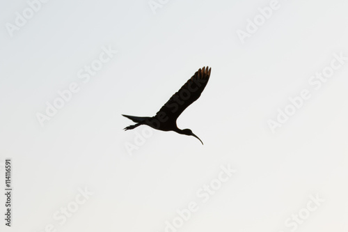 White Ibis Flying, Merritt Island National Wildlife Refuge, Flor photo