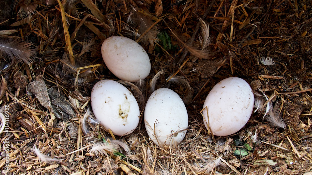 Duck eggs in the henhouse Duck eggs in the henhouse