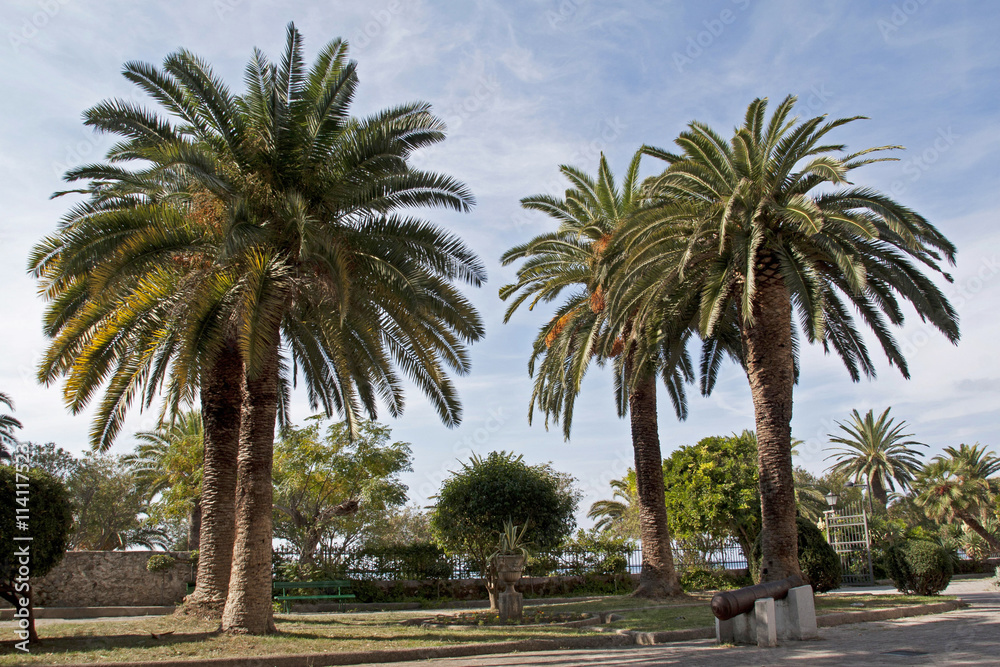 Palm trees in park